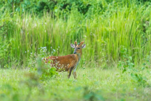 Preview: the barking deer with green background, Khao Yai National Park, Thailand