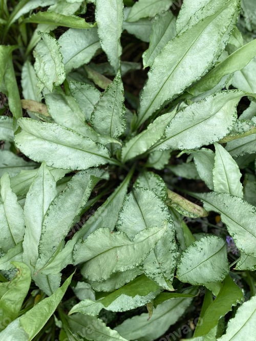 Preview: Close up of several green leaves of pulmonaria with small black spots scattered across their surface