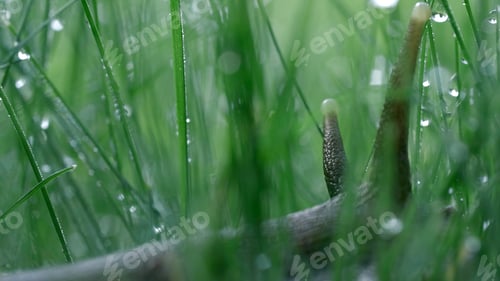 Preview: Close up of a snail among grass with liquid water drops. Creative. Cute snail in a summer meadow