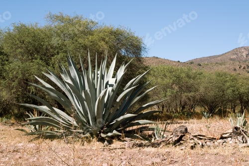 Preview: Maguey in México