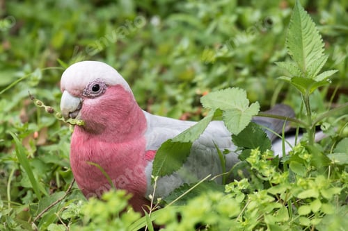 Preview: bird, cockatoo galah, parrot, pet