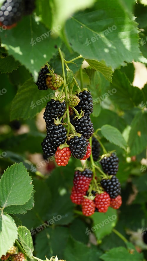 Preview: Blackberry. Rubus Eubatus. Fresh blackberries in the garden. A bunch of ripe blackberry fruits on a