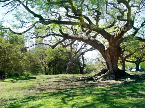 Preview: Beautiful huge trees providing shade in a city park
