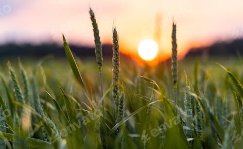 Preview: Close-up of unripe wheat in a wide field against the backdrop of a sunset sky