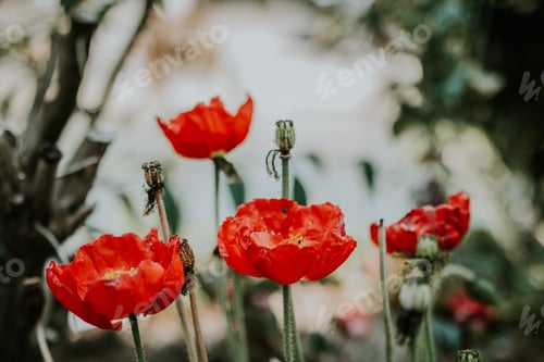 Preview: Vibrant Red Poppies Blooming in a Lush Garden