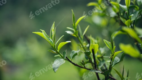Preview: natural green tea leaves,green tea leaves on plant