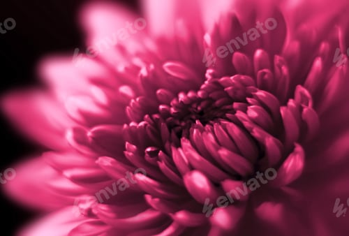 Preview: closeup of chrysanthemum