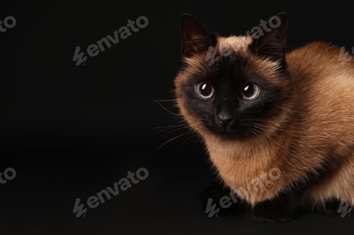 Preview: Thai cat with beautiful eyes on black background. Space for text