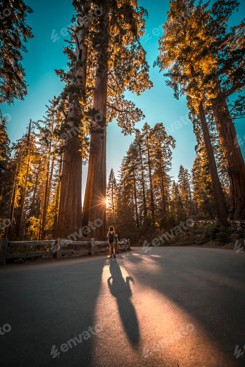 Preview: Shadow of a young woman with arms raised on a road in Sequoia National Park