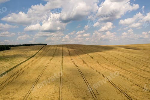 Preview: Aerial view of yellow agriculture wheat field ready to be harvested in late summer