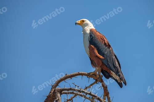 Preview: African fish eagle