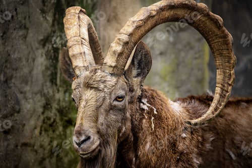 Preview: Siberian ibex curved horns standing on a rocky terrain