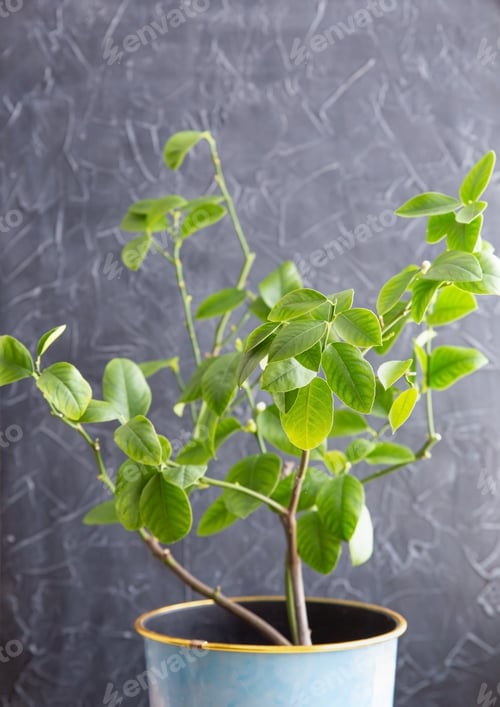 Preview: Housplant lemon tree in flower pot lit by the sun on gray background.