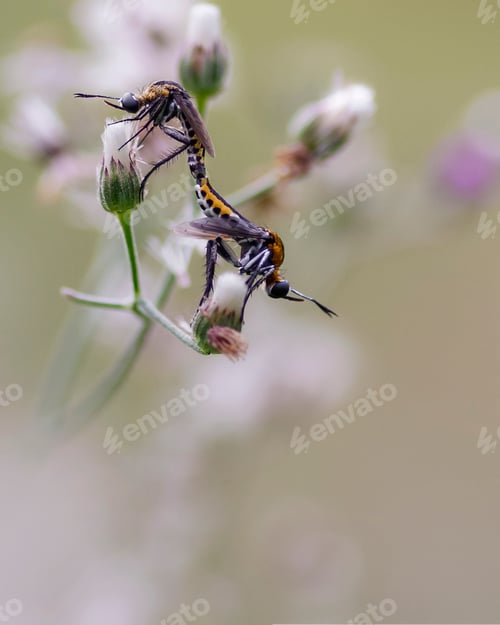 Preview: mating insect