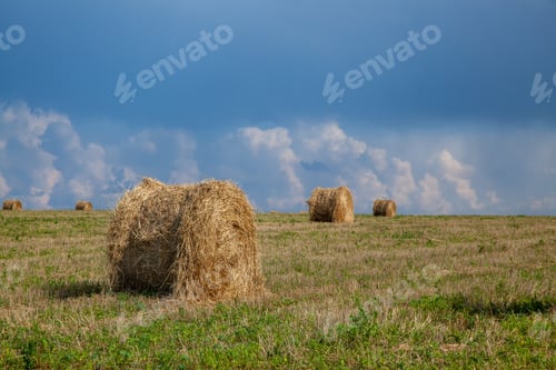Preview: Mowed field and straw bales laid one after the other after harvest against the cloudy sky
