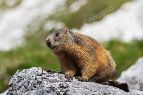 Preview: Alpine marmot (Marmota marmota) on rock