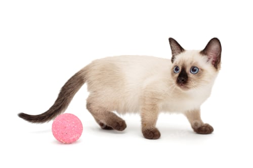 Preview: Small Siamese kitten and toy