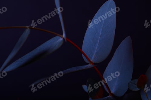 Preview: eucalyptus leaves on red twig on dark