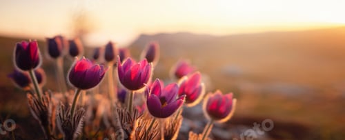 Preview: Early sign of spring.