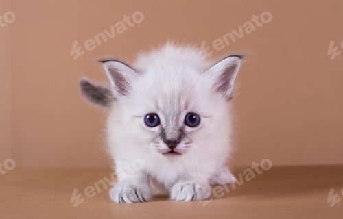 Preview: cute little Birman cat isolated in a removable background, aborable kitten concept