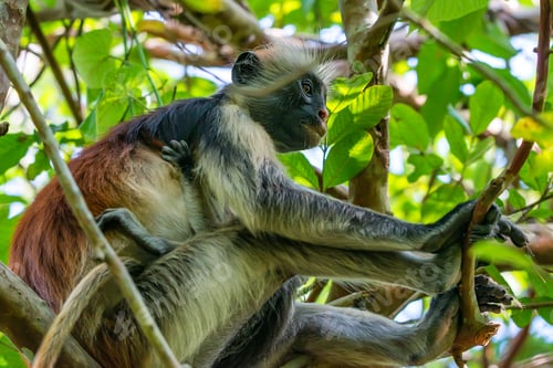 Preview: Zanzibar red colobus or Procolobus kirkii
