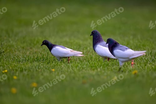 Preview: Pigeons in the wild