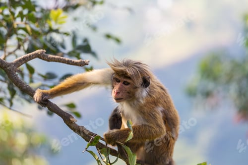 Toque Macaque perched on a branch in nature