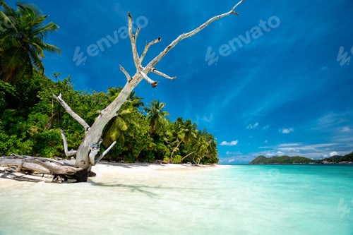 Preview: Surreal view with dry tree trunk on sandy beach with palm trees and blue lagoon and sky