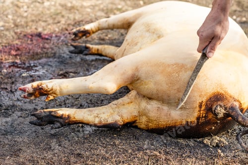Preview: Butcher cuts freshly slaughtered Meat of pork For sale and further processing as sausage.