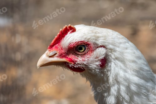 Preview: Head of white chicken close-up. Farm life.