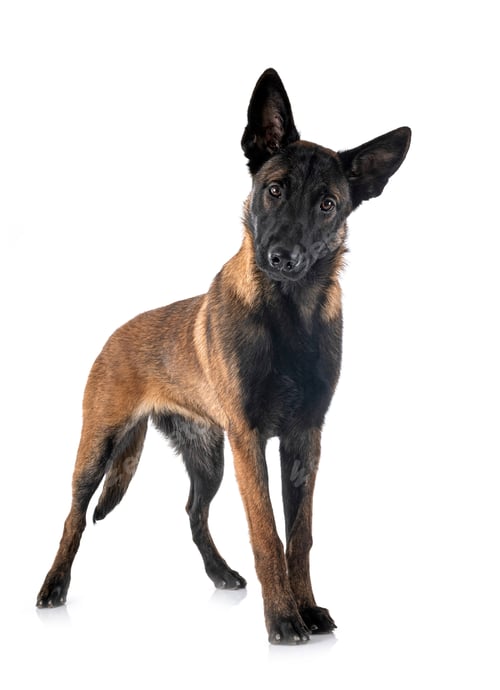 Preview: puppy malinois in studio