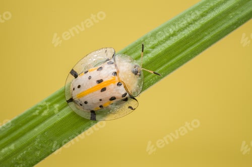 Preview: tortoise beetle
