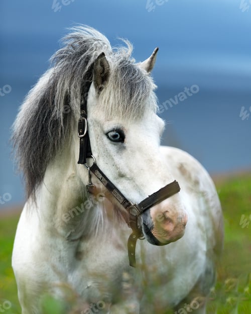 Preview: Portrait of white icelandic horse