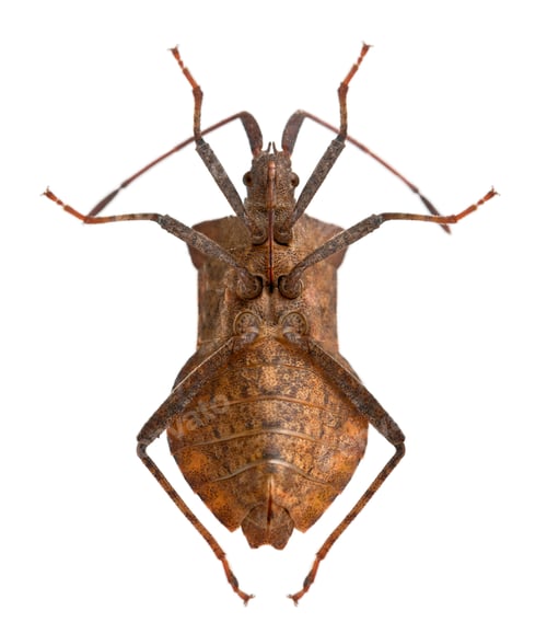 Preview: Dock bug, Coreus marginatus, in front of white background