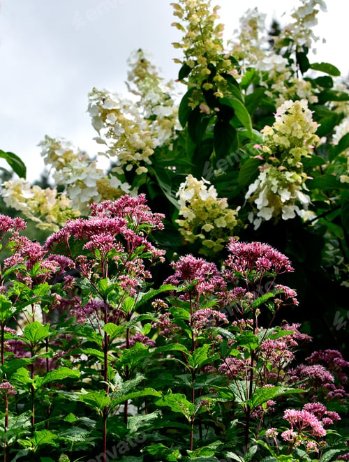 Preview: Vertical shot of Joe Pye Weed flowers in a garden