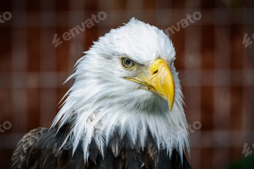 Preview: Majestic bald eagle portrait
