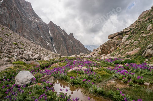 Preview: view of meadow with stones and flowers against river stream on foot of rocks, Ala Archa National