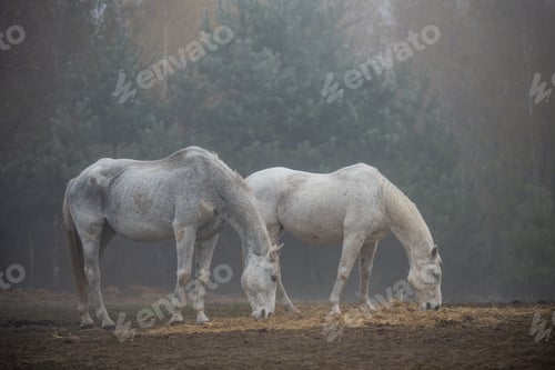 Preview: Solitary Horse Grazing in the Mist of a Foggy Landscape