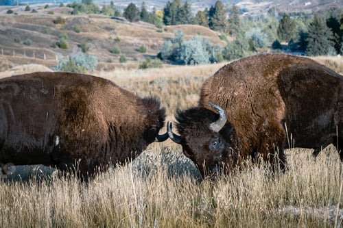 Preview: Two bison butting heads and horns.