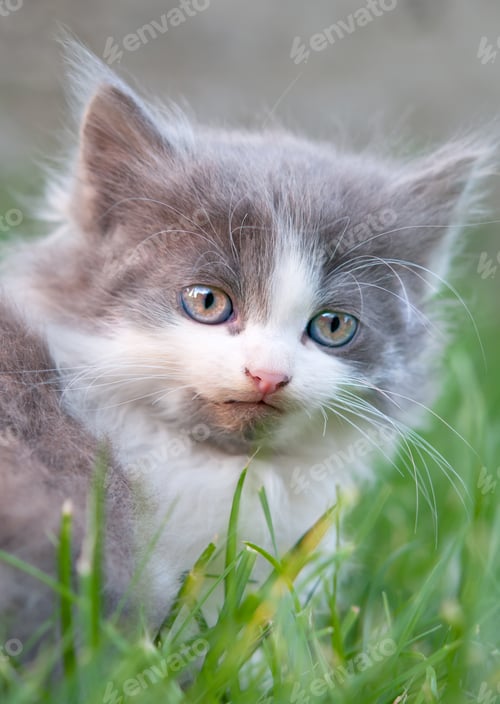 Preview: cat with deep