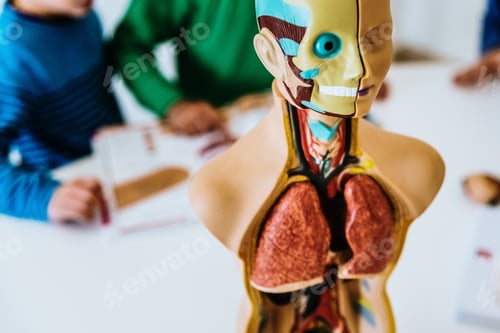 Vista previa: Anatomy class to children of primaría with a dummy of the human body