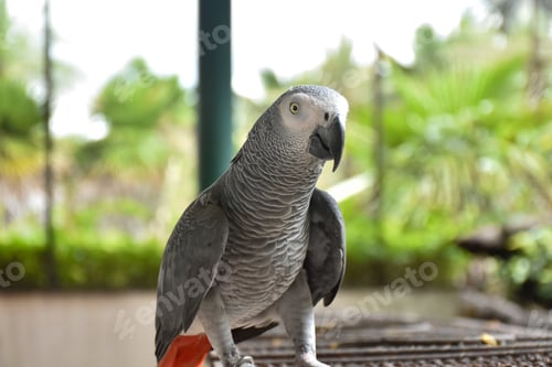 Preview: The grey parrot (Psittacus erithacus), also known as the Congo grey parrot or African grey parrot, p