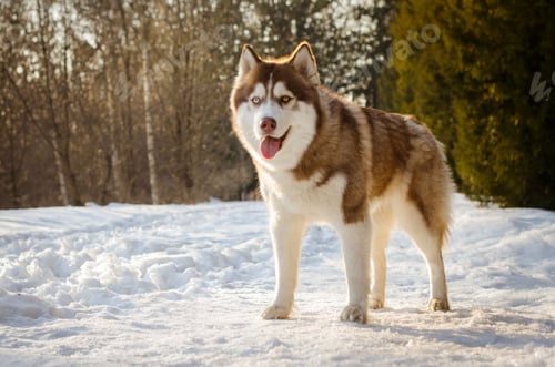 Preview: Siberian husky in snowy forest, bright winter day