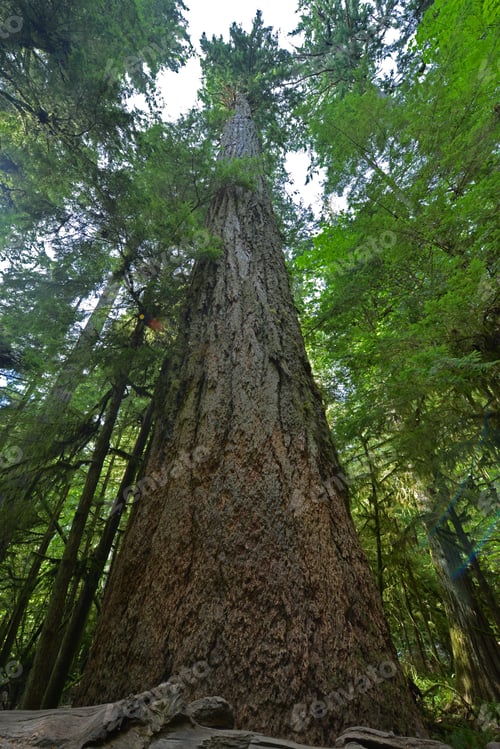 Preview: Large tall tree