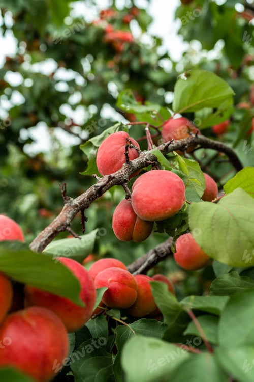 Preview: Organic apricot fruits on tree in orchard