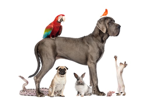 Preview: Group of pets - Dog, cat, bird, reptile, rabbit, isolated on white