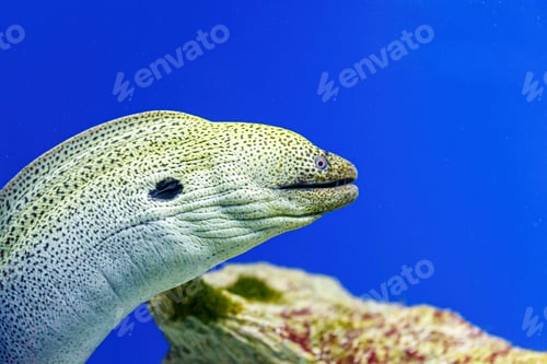 Preview: Underwater shot of fish Gymnothorax funebris