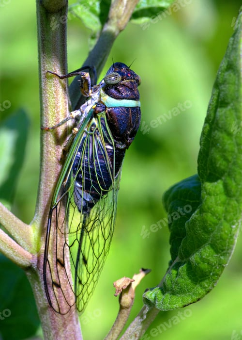 Preview: Vertical closeup shot of a cicada with transparent wings and light blue neck on the branch