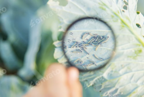 Preview: Caterpillars on the leaves of cabbage. Selective focus.
