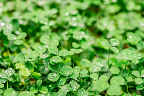 Preview: Green clover trefoil with morning dewdrops. Bright green nature background